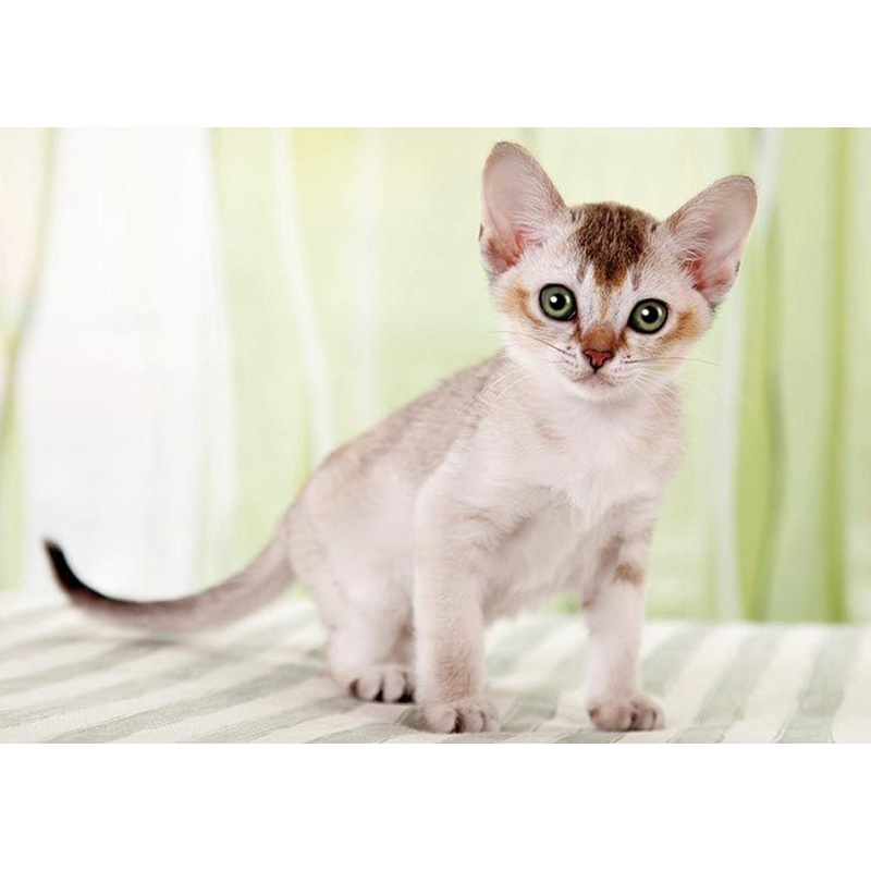 Epoch 71-349 Jigsaw Puzzle Singapura Cat (108 Pieces)