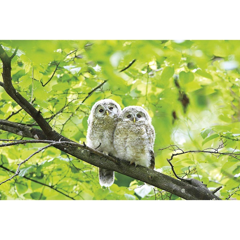 Yanoman Jigsaw Puzzle 03-896 Happy White Owl (300 Pieces)