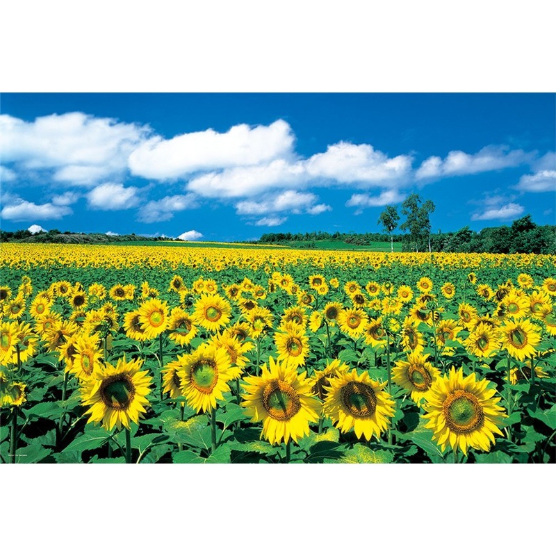 Yanoman Jigsaw Puzzle 10-1318 Sunflower Soleil Hokkaido Japan (1000 Pieces)