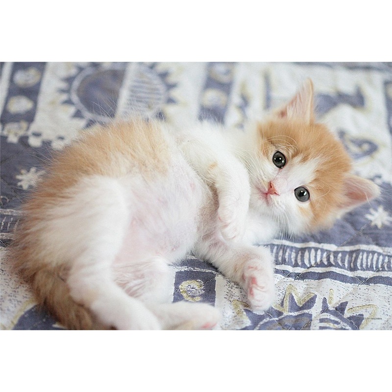 Yanoman Jigsaw Puzzle 03-871 Cat Munchkin (300 Pieces)