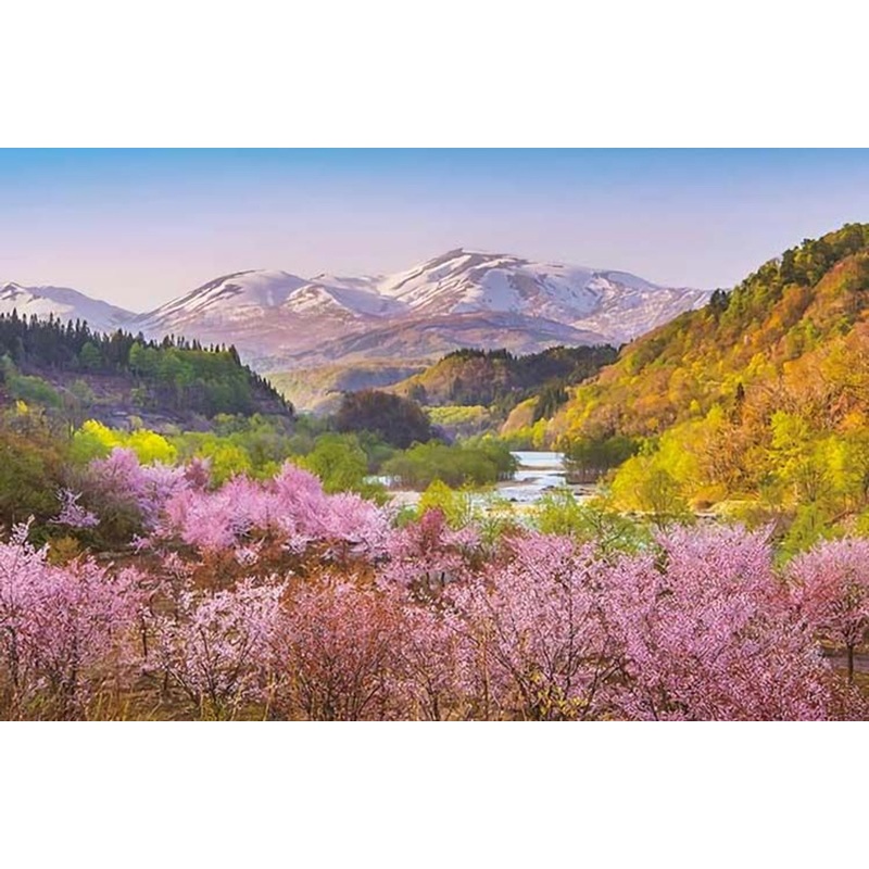 Apollo-sha 1000-910 Jigsaw Puzzle Harukane Tsukiyama and Oyama Cherry Blossoms (1000 Pieces)