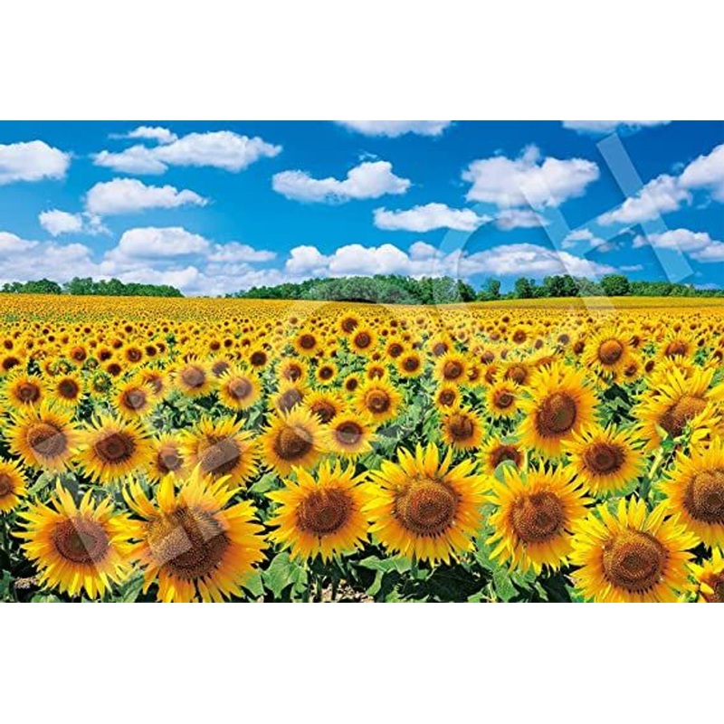 Epoch 09-029s Jigsaw Puzzle Sunflower Village – Hokkaido Japan (Scenery) (1000 Pieces)