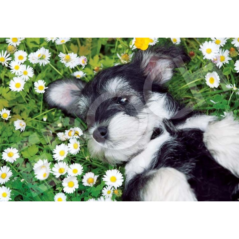 Epoch 28-828s Jigsaw Puzzle Miniature Schnauzer in Flower Field (300 Pieces)