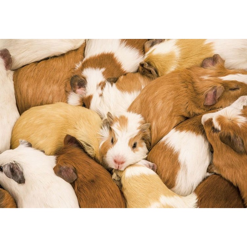 Epoch 79-331 Jigsaw Puzzle Guinea Pig (1053 S-Pieces)