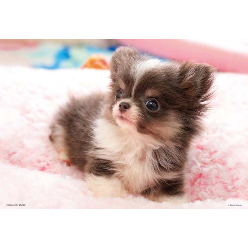 Beverly 300-008 Jigsaw Puzzle Adorable Puppy (300 Pieces)