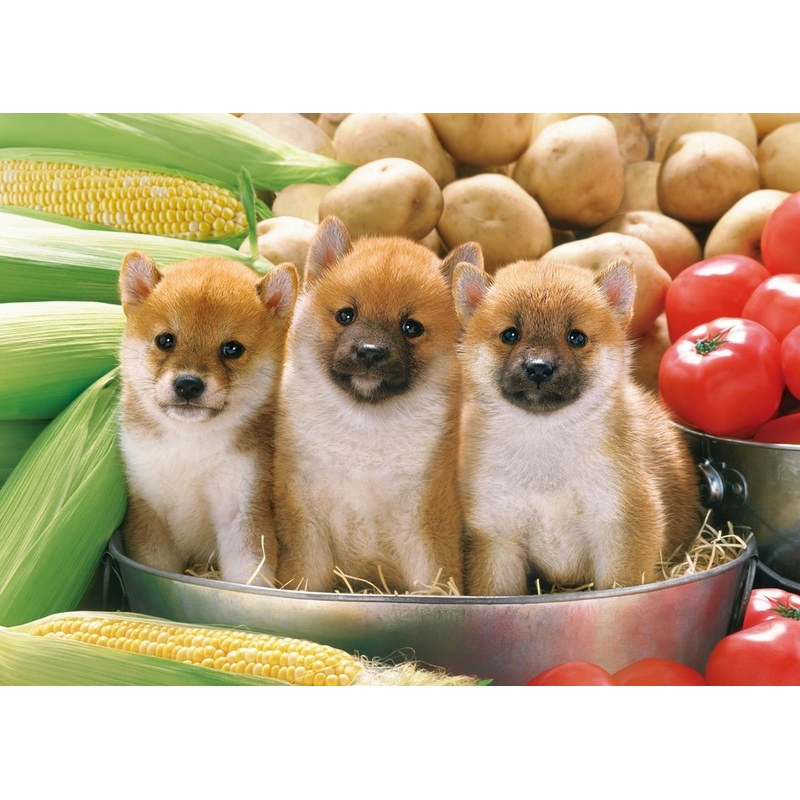 Epoch Jigsaw Puzzle 05-105 Japanese Shiba Inu Dogs (500 Pieces)