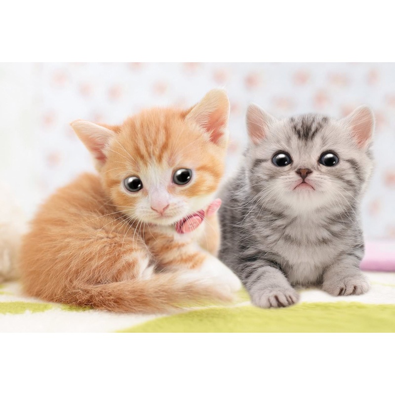 Apollo-sha Jigsaw Puzzle 48-647 Pet Cat Munchkin & American Shorthair (300 Pcs)