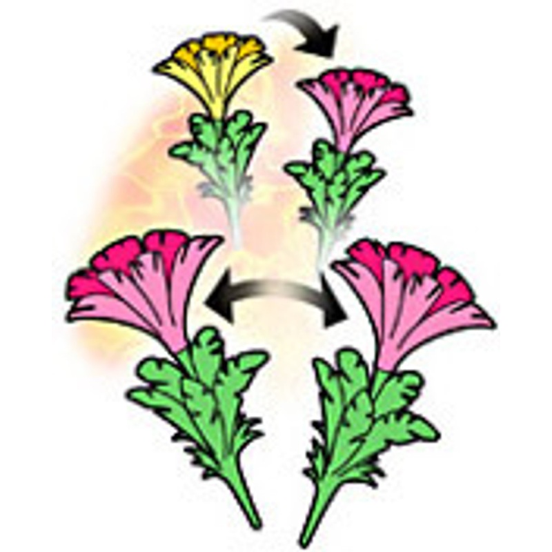 Tenyo Japan 131817 DOUBLE FLOWER (Magic Trick)