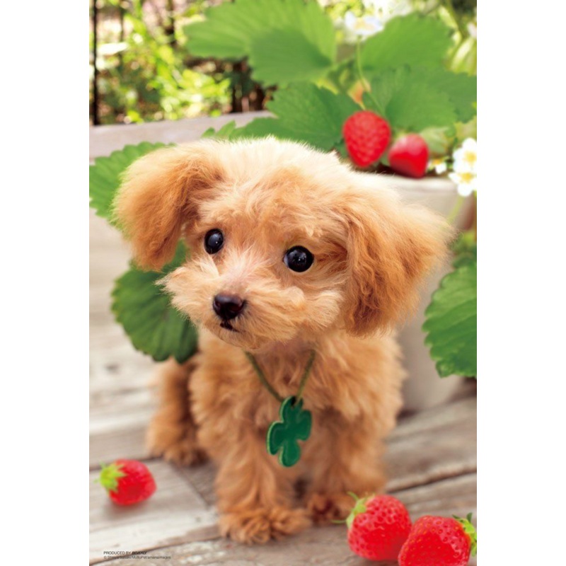 Beverly Jigsaw Puzzle P33-119 Lovely Dog (300 Pieces)