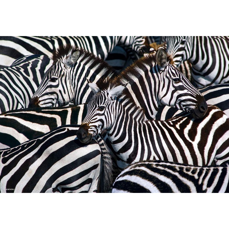 Beverly Jigsaw Puzzle M81-589 Zebra Mania (1000 S-Pieces)