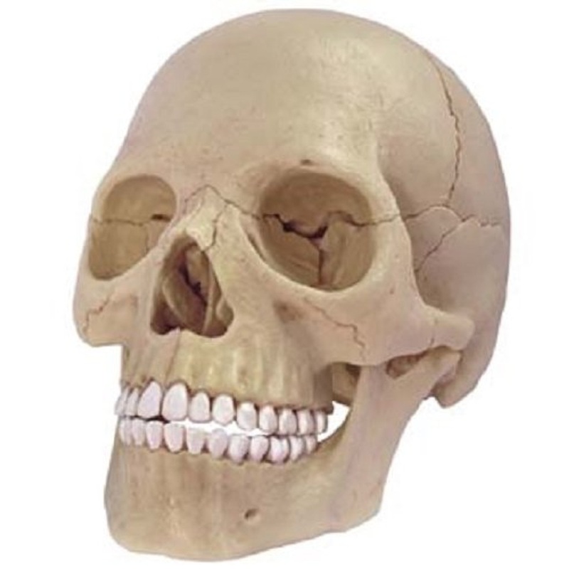Aoshima 80184 4D Vision Human Anatomy Model No.23 Head 1/2 Scale Kit