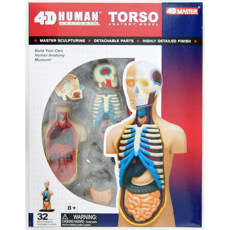 Aoshima 107119 4D Vision No.01 Torso Anatomical Model Non-scale Kit