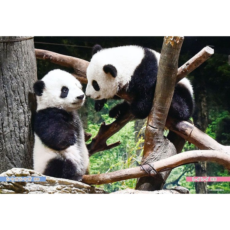 Beverly P33-212 Jigsaw Puzzle Xiao Xiao & Lei Lei Baby Pandas (300 Pieces)