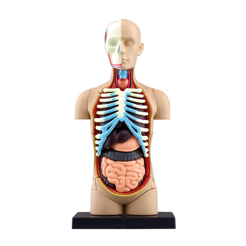 Aoshima 78112 4D Vision Human Anatomy Model No.1 Torso Non-scale Kit