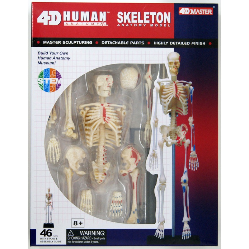 Aoshima 107119 4D Vision No.08 Whole Body Skeleton Model Non-scale Kit