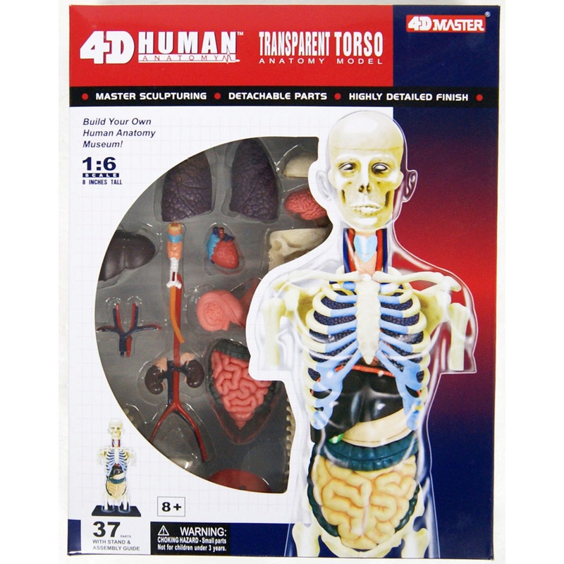 Aoshima 107157 4D Vision No.14 Transparent Torso Model Non-scale Kit