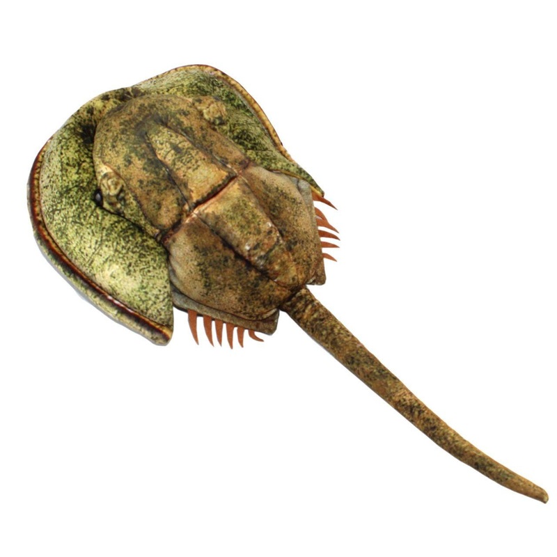 Taiyo Sangyo Wild Graphy Horseshoe Crab