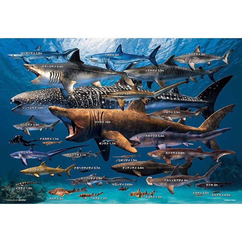 Beverly 300-087 Jigsaw Puzzle Comparison of Shark Sizes Around the World (Masato Hattori)  (300 Pieces)