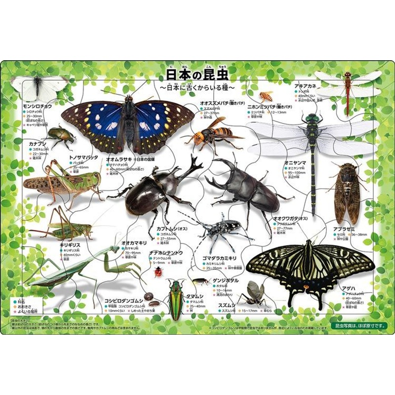 Apollo-sha 25-176 Jigsaw Puzzle Japanese Insects (35 Pieces) Child Puzzle
