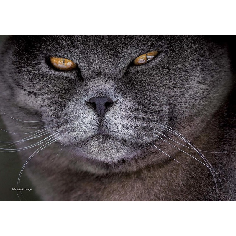 Epoch Jigsaw Puzzle 03-053 Mitsuaki Iwago’s Cat Puzzle Boss (108 Pieces)