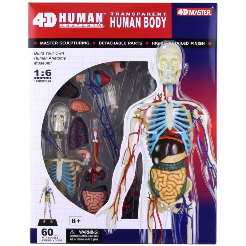 Aoshima 4D Vision Human Body Anatomy Plastic Model