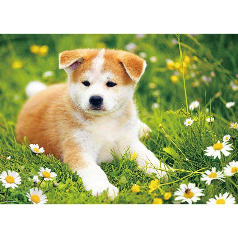 Beverly Jigsaw Puzzle P66-114 Basking in the Sun -Akita-inu- (600 Pieces)
